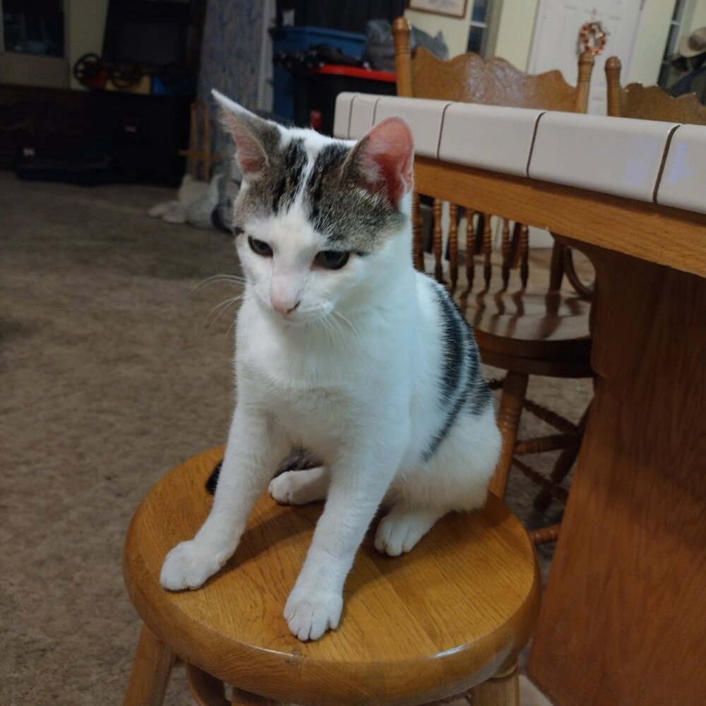 Meet your Posher, Dave